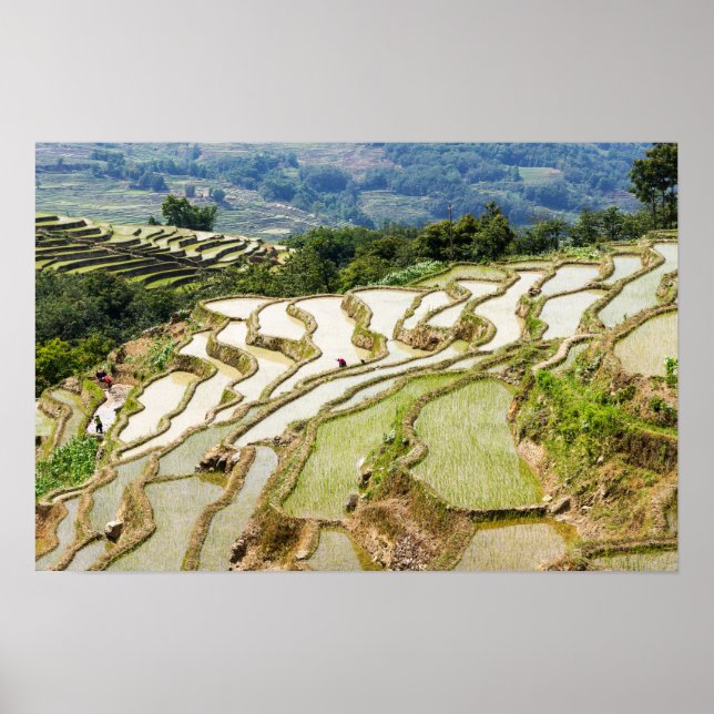 Famous yuanyang Rice Terraces - Yunnan, China Poster (Front)