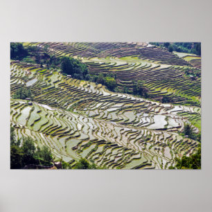 Famous yuanyang Rice Terraces - Yunnan, China Poster