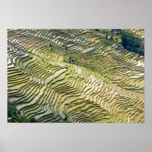 Famous yuanyang Rice Terraces - Yunnan, China Poster