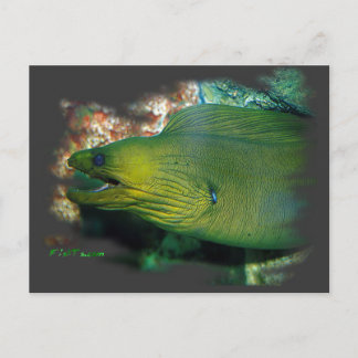 Famouse Green Moray Eel Postcard