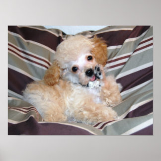 Fancy Apricot Poodle Puppy..talking Poster