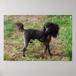 Fancy Black Toy Poodle Boy Poster