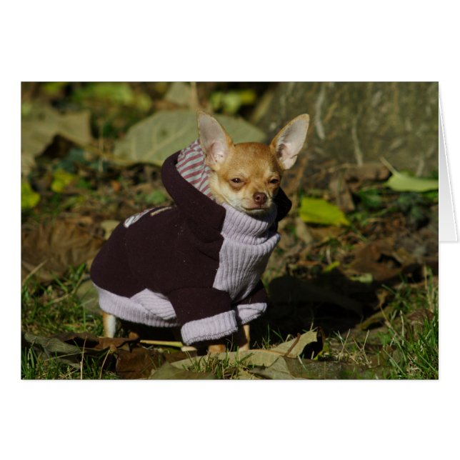 Fancy Chihuahua (Front Horizontal)