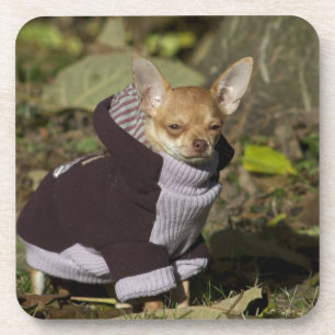 Fancy Chihuahua Coaster