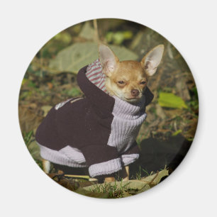 Fancy Chihuahua Magnet