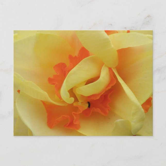 Fancy Daffodil Postcard (Front)