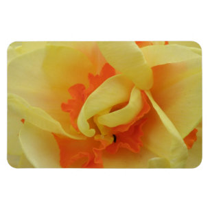 Fancy Daffodil Premium Magnet