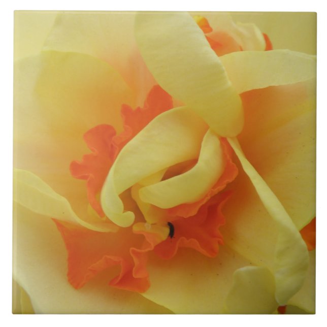 Fancy Daffodil Tile (Front)