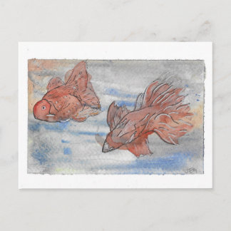 Fancy Fishes Postcard
