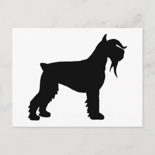 Fancy Giant Schnauzer Postcard