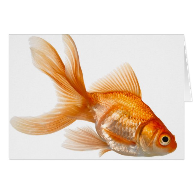 Fancy Goldfish (Front Horizontal)