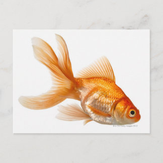 Fancy Goldfish Postcard