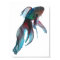 Fancy Goldfish