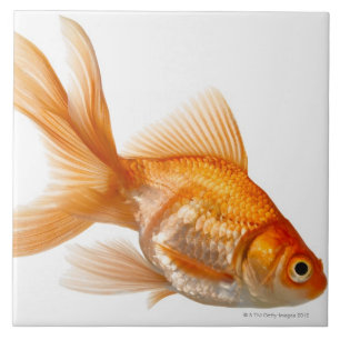 Fancy Goldfish Tile