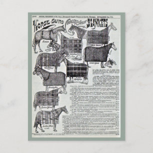 Fancy Horse Blankets Postcard