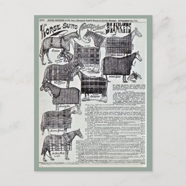 Fancy Horse Blankets Postcard (Front)