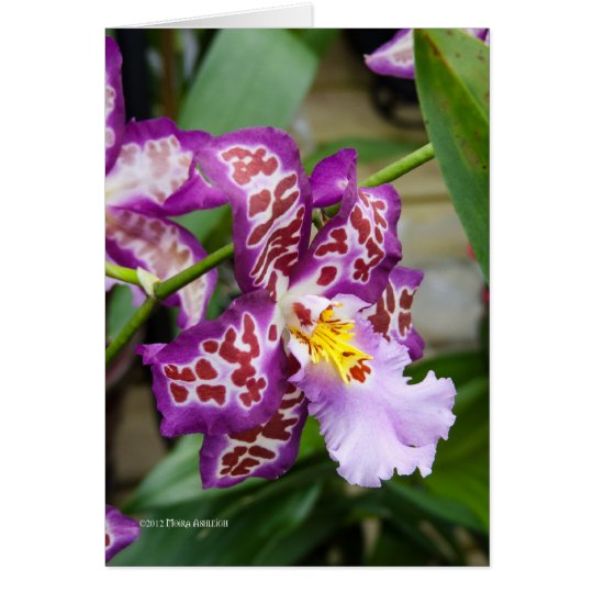 Fancy Lady Orchid Card