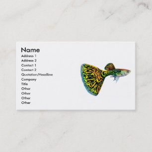Fancy Male Guppy Profile Card