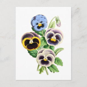 Fancy Pansies Vintage Illustration Postcard