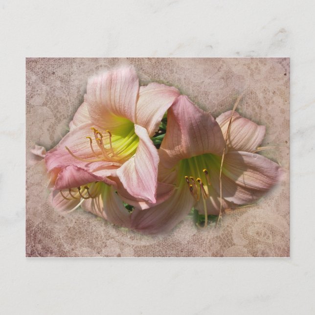 Fancy Pink Daylilies Postcard (Front)