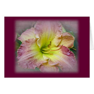 Fancy Pink Daylily Blossom