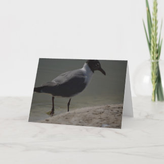 Fancy Seagull Notecard