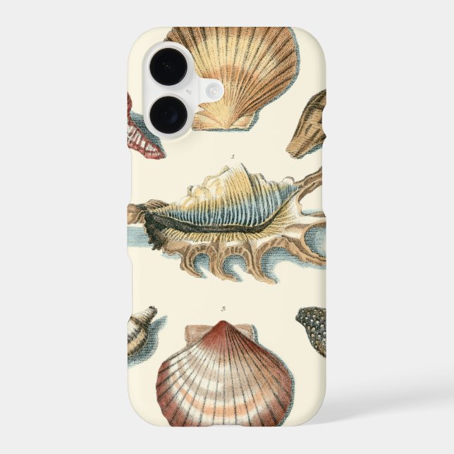 Fancy Shell Beach (Back)