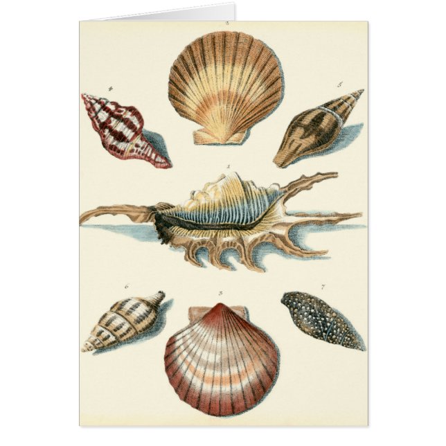 Fancy Shell Beach (Front)