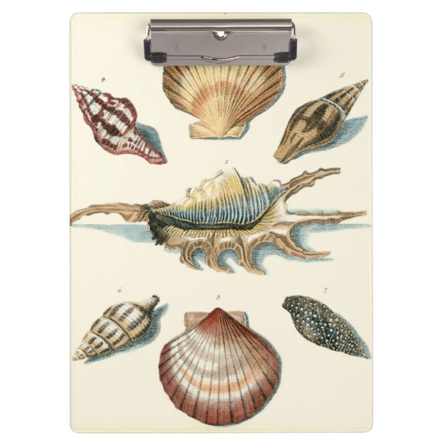 Fancy Shell Beach Clipboard (Front)