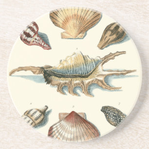 Fancy Shell Beach Coaster
