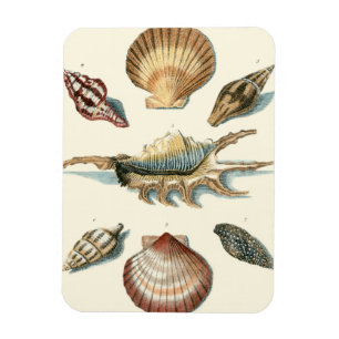 Fancy Shell Beach Magnet