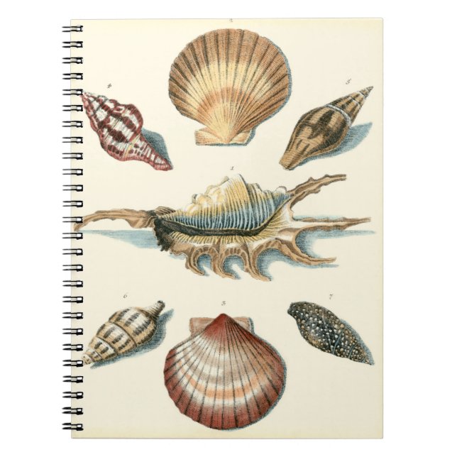 Fancy Shell Beach Notebook (Front)