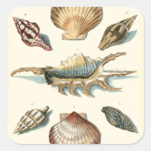 Fancy Shell Beach Square Sticker