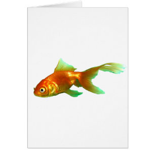 Fancy tail oranda goldfish