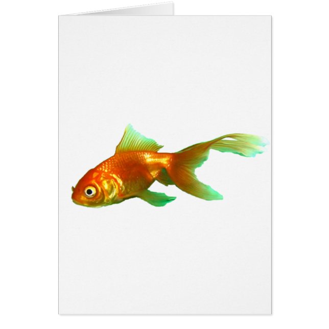 Fancy tail oranda goldfish (Front)