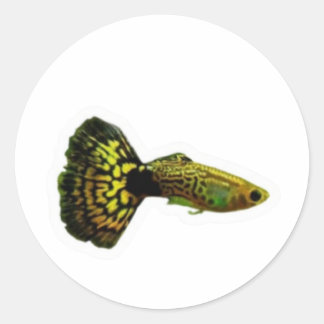 Fancy Yellow Cobra Guppy Fish Sticker, Exotic Aqua Classic Round Sticker