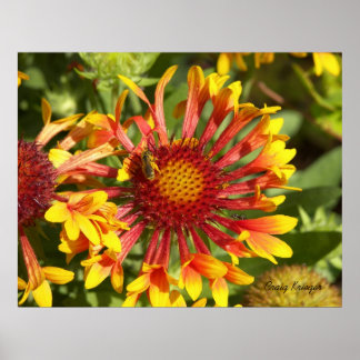 Fanfare Gaillardia - Customised Poster