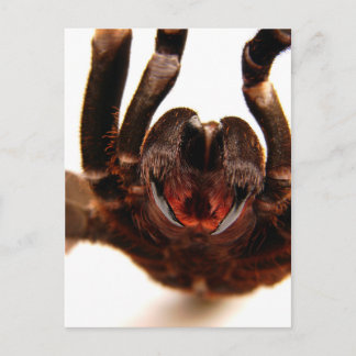 Fangs - Tarantula Art Image 2 Postcard