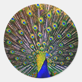 Fanning Peacock Classic Round Sticker