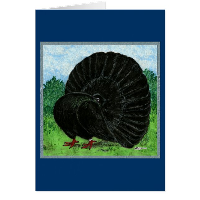 Fantail:  Black (Front)
