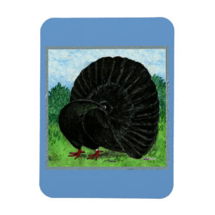Fantail:  Black Magnet