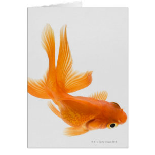 Fantail goldfish (Carassius auratus) 2