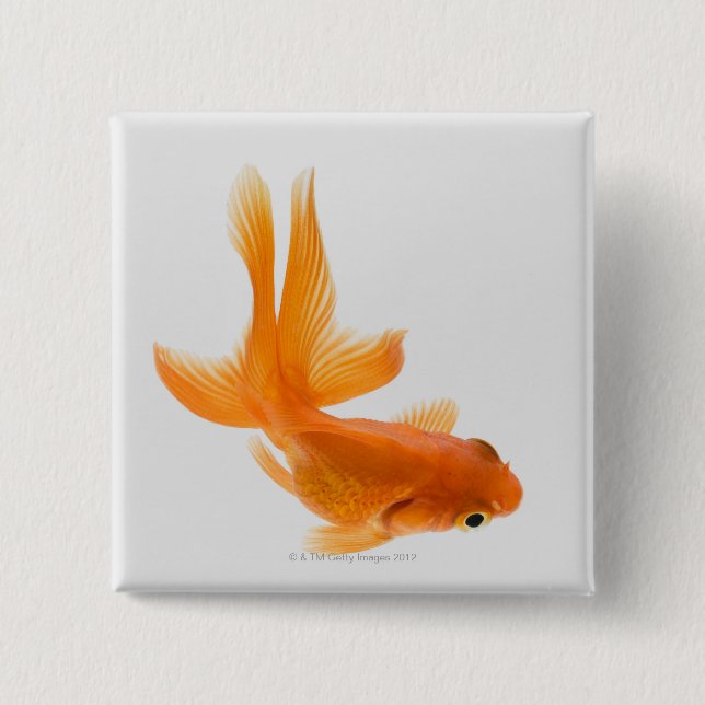 Fantail goldfish (Carassius auratus) 2 15 Cm Square Badge (Front)