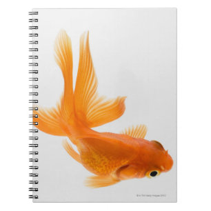 Fantail goldfish (Carassius auratus) 2 Notebook