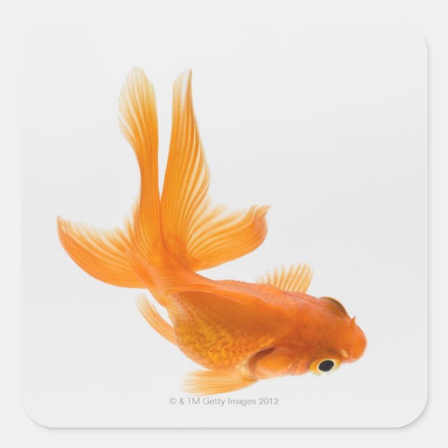 Fantail goldfish (Carassius auratus) 2 Square Sticker (Front)