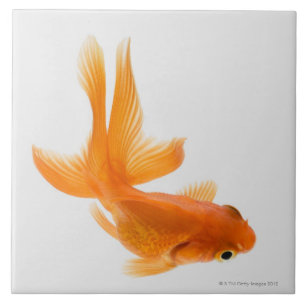 Fantail goldfish (Carassius auratus) 2 Tile