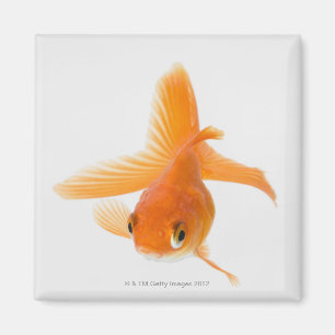 Fantail goldfish (Carassius auratus) Magnet