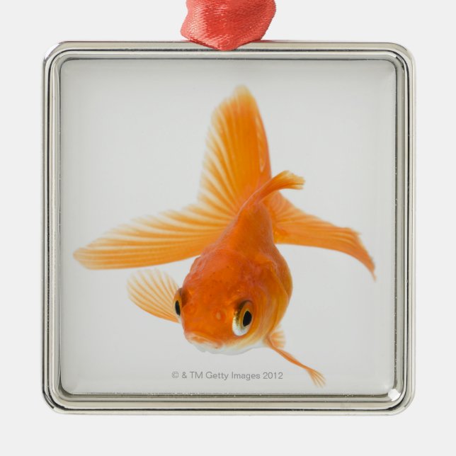 Fantail goldfish (Carassius auratus) Metal Ornament (Front)