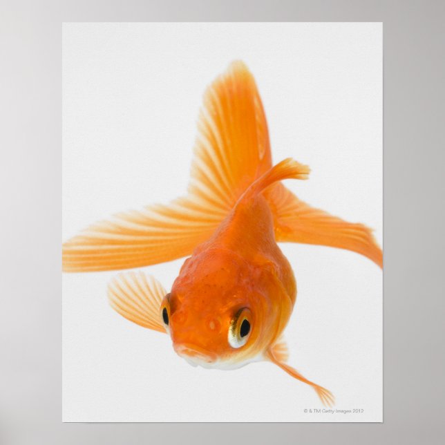 Fantail goldfish (Carassius auratus) Poster (Front)