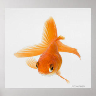 Fantail goldfish (Carassius auratus) Poster